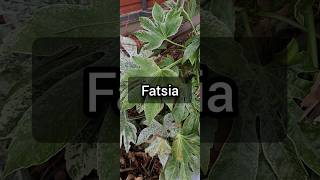 Plant Profile Fatsia [upl. by Analaf]