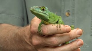 The Phylogenetic Tree of Anole Lizards — HHMI BioInteractive Video [upl. by Nidroj916]