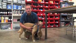 Ruffwear How to Fit and Get Started w the Front Range Harness  AvidMax [upl. by Nanah]