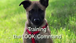 Training the Look Command [upl. by Horatia]