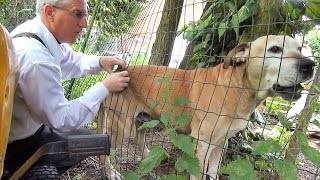 Taming Of A Junk Yard Boerboel Guard Dog  Friends At Last After Years Of Hatred [upl. by Raoul]