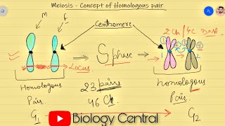 Meiosis  Chromosome movement  Awesome cell biology in Hindi for NEET and board [upl. by Yddet428]