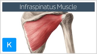 Infraspinatus Muscle  Origin Insertion amp Function  Human Anatomy  Kenhub [upl. by Annayhs363]