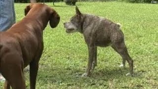 Meet the 2nd ugliest dog in the world [upl. by Trude788]