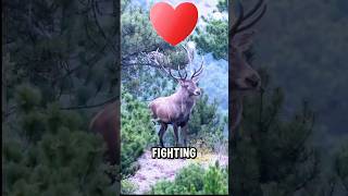 Brave Deer Seeks Help After Being Shot🦌💊You Won’t Believe How [upl. by Eiwoh]