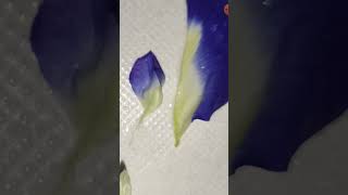 Fabaceae family vexillary aestivation butterfly pea flower neet neetug [upl. by Valentin]