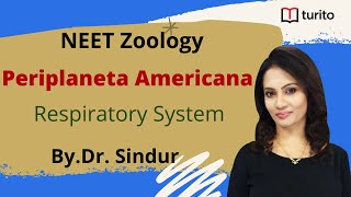 Periplaneta Americana5  Respiratory System Of Cockroach  NEET Zoology  Class XI  DrSindur [upl. by Kennie]