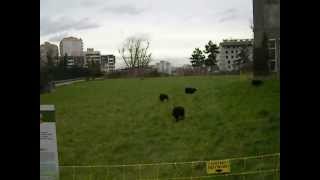 Ouessant SheepWatching in Paris [upl. by Ettedo126]