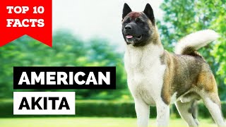 American Akita  Top 10 Facts [upl. by Klemperer217]