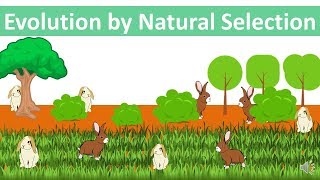 Evolution by Natural Selection updated [upl. by Luciano]