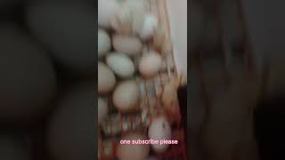 INCUBATOR 9544 211 110 ഇൻക്യൂബേറ്റർ വാങ്ങുവാൻ ആഗ്രഹിക്കുന്നവർ കാണുക Majeed [upl. by Olethea34]