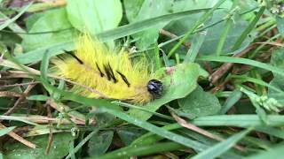 POISONOUS american dagger moth caterpillar [upl. by Yanehs]