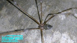 Arachnida Species  Tailed Cellar Spiders Crossopriza lyoni  Try playing dead but [upl. by Ecydnak]