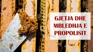 Gjetja dhe Mbledhja e Propolisit  How to collect propolis and where to find it [upl. by Lamiv]