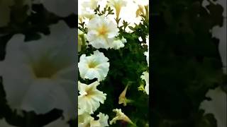 Petuniya plant care tips in potspetunia flower seeds growingyoutubeshorts [upl. by Neils]