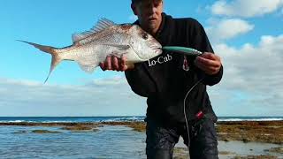 TOPWATER SNAPPER DIRK HARTOG [upl. by Ecirad332]