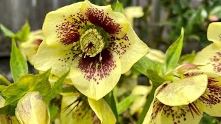 Hellebore Rio Carnival In Blooms  March 23 [upl. by Michal452]