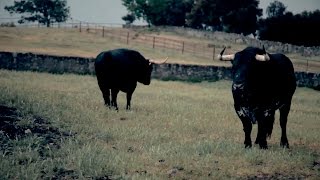 Victoriano del Río ganaderos de toros de lidia [upl. by Ehud320]