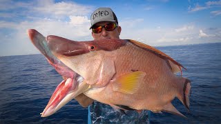 Gigantic HOGFISH Catch Clean Cook Spearfishing for family dinner [upl. by Aeynod]