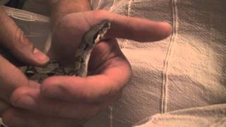 Schlangenbabys Boa Constrictor HD  Jungtiere 1 Woche [upl. by Martica]