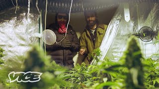 How Amsterdam Weed Dealers Get Around the 500g Limit  WEEDIQUETTE [upl. by Darahs]