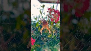 European Garden Spider 🕸️ [upl. by Drooff]