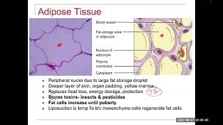 Connective Tissue Proper [upl. by Eveivenej]