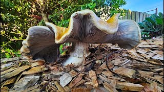 Wine cap mushrooms  king stropharia Stropharia rugosoannulata or garden giants 30 September 2023 [upl. by Gladdie]