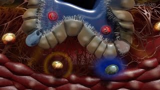 Immunology of the Lung [upl. by Orban]