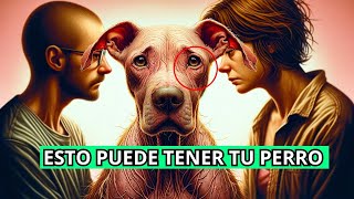 Sindrome de Cushing en Perros TRATAMIENTO 2024 [upl. by Annayehc]