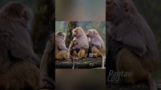 Unique facts about baboons [upl. by Domineca]