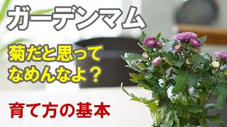 ガーデンマム（ポットマム）の育て方 植え替え 切り戻し [upl. by Jaella]