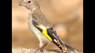 Vukadinov pjev GOLDFINCH SONG [upl. by Xel824]