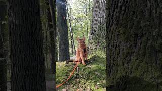 Ou promener son chat en IDF  🐱🌳 [upl. by Aer713]