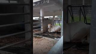 American Brahmans at Savar Cow Breeding Farm Bangladesh [upl. by Nitsirhc457]