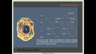 Biodoen  aërobe dissimilatie 1 van 8 [upl. by Annairb]