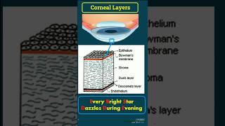 Corneal Layers Mnemonic amp Features optometry eyeanatomy optometrist optometrists optometrista [upl. by Sergius943]