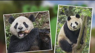 Two giant pandas on their way to the San Diego Zoo  NBC 7 San Diego [upl. by Hare]