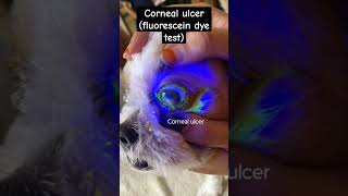 Corneal ulcer cornealulcerfluorescein dyetestdogvetjunction [upl. by Ligetti]