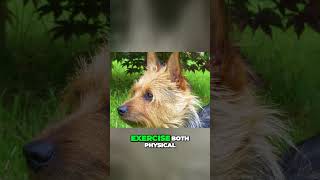 Meet the Australian Terrier  Mischevious and Fun To Be Around Dog [upl. by Phyllys]