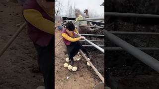 😱நெருப்புக் 🐓கோழி முட்டையை எடுப்பது 😨 Picking up fire chicken eggs fire chicken egg 🥚 [upl. by Olemrac]