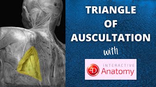 Triangle of Auscultation  Air Anatomy  4D Anatomy [upl. by Gascony721]