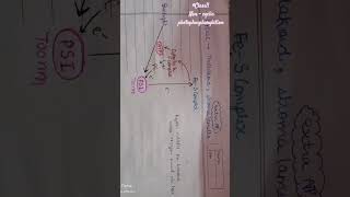 Light reaction  non cyclic photophosphorylation class11biology photosynthesisinhigherplants neet [upl. by Arman]