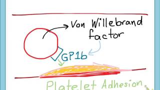 Antiplatelets mechanismpart 1 [upl. by Heffron]