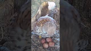 Mrs Kes Now Sitting on 4 Kestrel Eggs [upl. by Rainie]