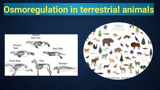 Osmoregulation in terrestrial animals class 12 biology [upl. by Nylirret]