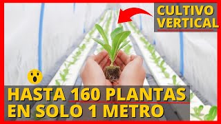 ¡CULTIVAR 160 PLANTAS EN SOLO 1 METRO ES POSIBLE [upl. by Noled]