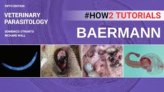 Baerman Technique  Veterinary Parasitology Textbook  OtrantoWall  2023 [upl. by Guerin805]