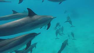 Marsa Alam Egypt Dolphin Freediving [upl. by Gambrell234]