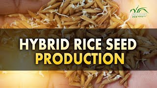 Hybrid Rice Seed Production Telugu [upl. by Mayda]